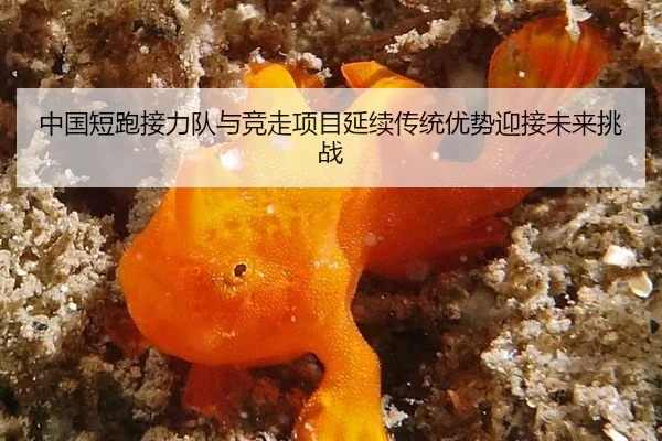 中国短跑接力队与竞走项目延续传统优势迎接未来挑战